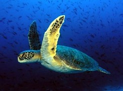 Ecology - Nature - Zakynthos - Zante